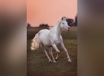 Mezzosangue Arabo, Giumenta, 4 Anni, 160 cm, Cremello