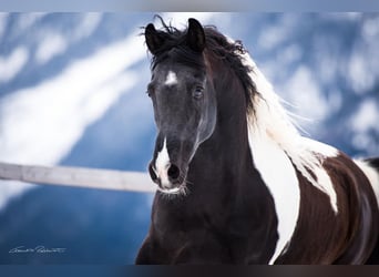 Mezzosangue Arabo, Giumenta, 5 Anni, 148 cm, Tobiano-tutti i colori