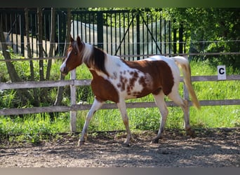 Mezzosangue Arabo, Giumenta, 5 Anni, 150 cm, Tobiano-tutti i colori