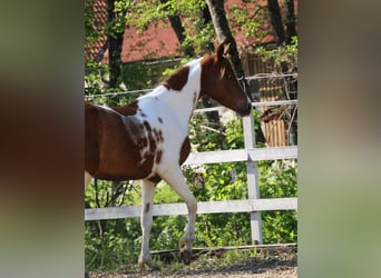 Mezzosangue Arabo, Giumenta, 5 Anni, 150 cm, Tobiano-tutti i colori