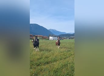 Mezzosangue Arabo, Giumenta, 5 Anni, 155 cm, Tobiano-tutti i colori