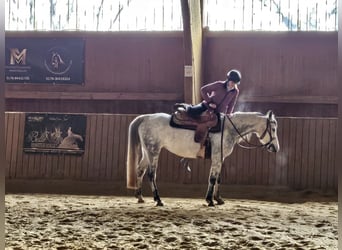 Mezzosangue Arabo, Giumenta, 8 Anni, 162 cm, Grigio pezzato