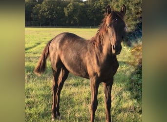 Mezzosangue Arabo, Giumenta, Puledri (03/2025), Grigio ferro