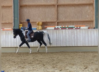 Mezzosangue Arabo, Stallone, 12 Anni, 157 cm, Pezzato