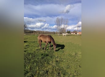 Mezzosangue Arabo, Stallone, 1 Anno, 110 cm, Sauro scuro
