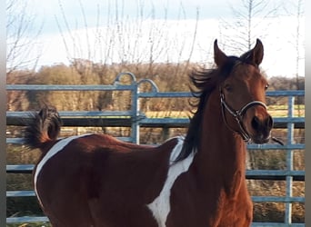 Mezzosangue Arabo, Stallone, 1 Anno, 153 cm, Tobiano-tutti i colori