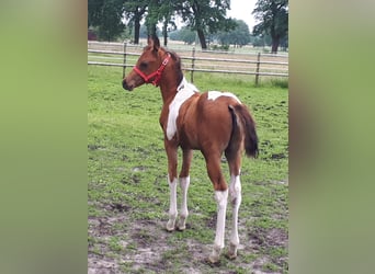 Mezzosangue Arabo, Stallone, 1 Anno, 153 cm, Tobiano-tutti i colori