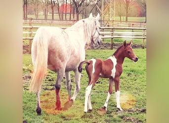 Mezzosangue Arabo, Stallone, 1 Anno, 153 cm, Tobiano-tutti i colori