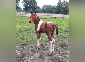 Mezzosangue Arabo, Stallone, 1 Anno, 153 cm, Tobiano-tutti i colori