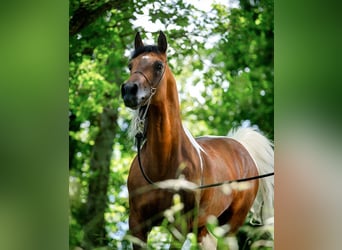 Altri cavalli a sangue caldo Giumenta 1 Anno Tobiano-tutti i colori in  Maldegem