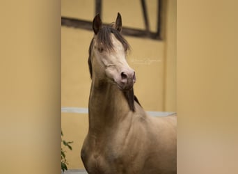 Mezzosangue Arabo, Stallone, 20 Anni, 148 cm, Champagne