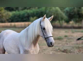 Mezzosangue Arabo Mix, Stallone, 2 Anni, 131 cm, Grigio