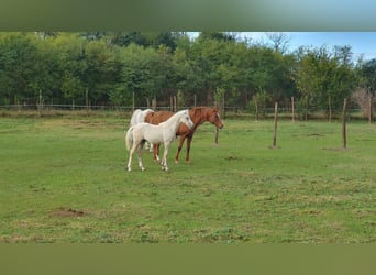 Mezzosangue Arabo Mix, Stallone, 2 Anni, 131 cm, Grigio