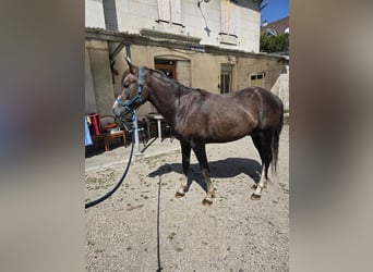 Mezzosangue Arabo Mix, Stallone, 3 Anni, 147 cm, Roano rosso