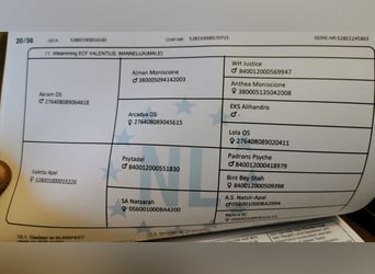Mezzosangue Arabo, Stallone, 3 Anni, Grigio