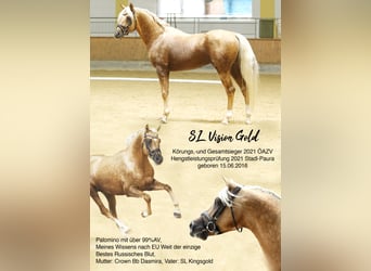 Mezzosangue Arabo, Stallone, 10 Anni, 154 cm, Palomino