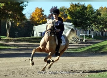 Mezzosangue Arabo, Stallone, 10 Anni, 154 cm, Palomino
