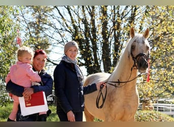 Mezzosangue Arabo, Stallone, 10 Anni, 154 cm, Palomino