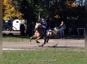 Mezzosangue Arabo, Stallone, 10 Anni, 154 cm, Palomino
