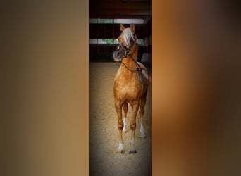Mezzosangue Arabo, Stallone, 10 Anni, 154 cm, Palomino
