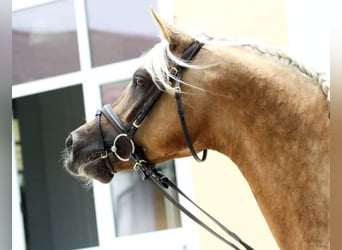 Mezzosangue Arabo, Stallone, 10 Anni, 154 cm, Palomino