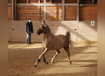 Mezzosangue Arabo, Stallone, 10 Anni, 154 cm, Palomino