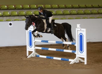 Mezzosangue Arabo, Stallone, 13 Anni, 153 cm, Pezzato