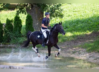 Mezzosangue Arabo, Stallone, 13 Anni, 153 cm, Pezzato