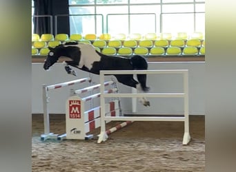 Mezzosangue Arabo, Stallone, 13 Anni, 153 cm, Pezzato