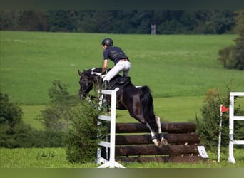 Mezzosangue Arabo, Stallone, 13 Anni, 153 cm, Pezzato