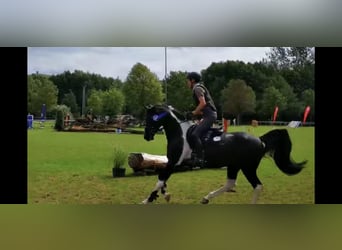 Mezzosangue Arabo, Stallone, 13 Anni, 153 cm, Pezzato