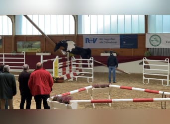 Mezzosangue Arabo, Stallone, 13 Anni, 153 cm, Pezzato