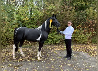 Mezzosangue Arabo, Stallone, 13 Anni, 153 cm, Pezzato