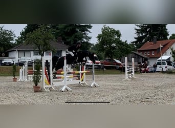 Mezzosangue Arabo, Stallone, 13 Anni, 153 cm, Pezzato