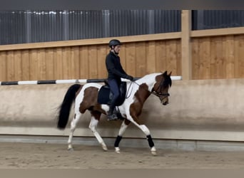 Mezzosangue Arabo, Stallone, 9 Anni, 158 cm, Pezzato