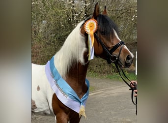 Mezzosangue Arabo, Stallone, 9 Anni, 158 cm, Pezzato