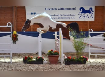 Mezzosangue Arabo, Stallone, 9 Anni, 158 cm, Pezzato