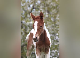 Mezzosangue Arabo, Stallone, 9 Anni, 158 cm, Pezzato