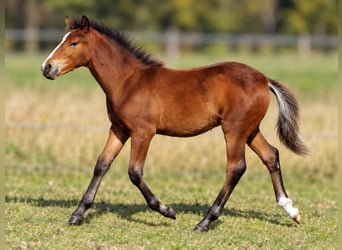 Mezzosangue Arabo, Stallone, Puledri (05/2026), 142 cm, Baio