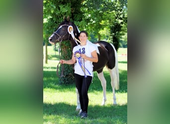 Mezzosangue Arabo, Stallone, 16 Anni, 154 cm, Tobiano-tutti i colori
