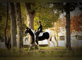 Mezzosangue Arabo, Stallone, 16 Anni, 154 cm, Tobiano-tutti i colori