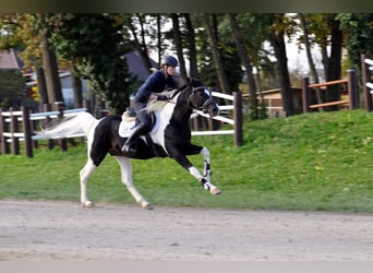 Mezzosangue Arabo, Stallone, 16 Anni, 154 cm, Tobiano-tutti i colori