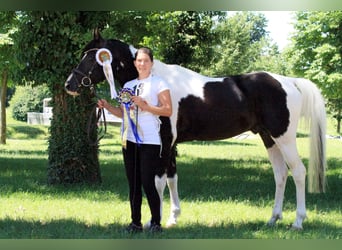 Mezzosangue Arabo, Stallone, 16 Anni, 154 cm, Tobiano-tutti i colori