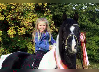 Mezzosangue Arabo, Stallone, 16 Anni, 154 cm, Tobiano-tutti i colori