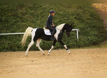 Mezzosangue Arabo, Stallone, 16 Anni, 154 cm, Tobiano-tutti i colori