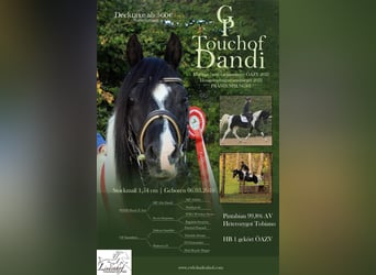 Mezzosangue Arabo, Stallone, 16 Anni, 154 cm, Tobiano-tutti i colori