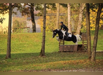 Mezzosangue Arabo, Stallone, 16 Anni, 154 cm, Tobiano-tutti i colori