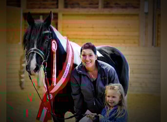 Mezzosangue Arabo, Stallone, 16 Anni, 154 cm, Tobiano-tutti i colori