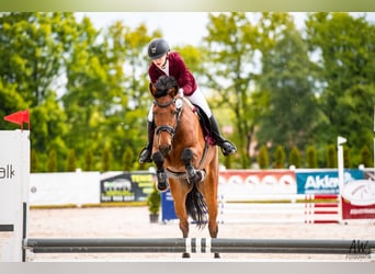 Mezzosangue Polacco, Castrone, 10 Anni, 164 cm, Baio ciliegia