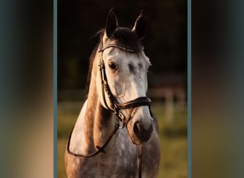 Mezzosangue Polacco Mix, Castrone, 10 Anni, 165 cm, Grigio